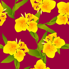 Fototapeta na wymiar Yellow Canna indica - Canna lily, Indian Shot on Margenta Background. Vector Illustration