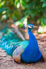 Fototapeta premium peacock on the ground