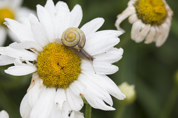 Obraz premium Morning Snail