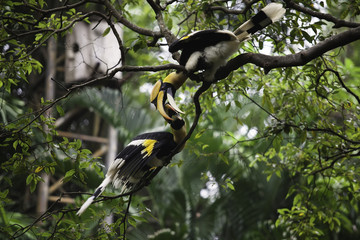 Two hornbill are playing together.
