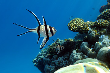 Banggai cardinalfish (Pterapogon kauderni) near coral reef.