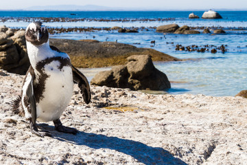 Obraz premium Dancing Penguin