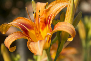 Fototapeta na wymiar Yellow Lily