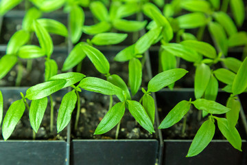 Sprouts of peppers