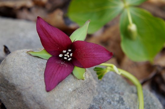 Red Trillium