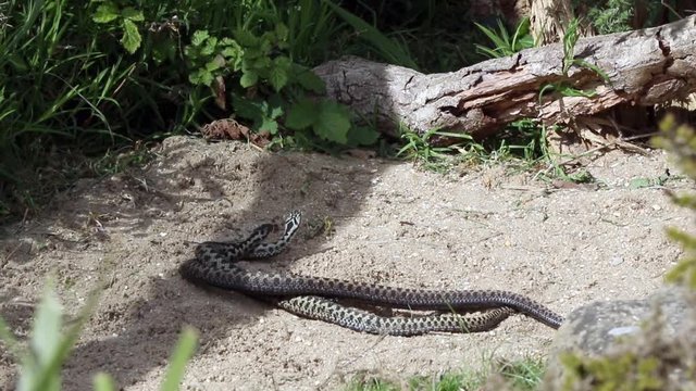 Male Adders Dancing / Fighting. ( Vipera berus ) Entangled in Each Other.