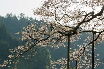 Japanese cherry tree(DAIGO SAKURA)