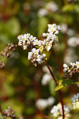 field of buckwheat closeup