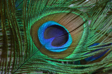 Fototapeta premium peacock feather