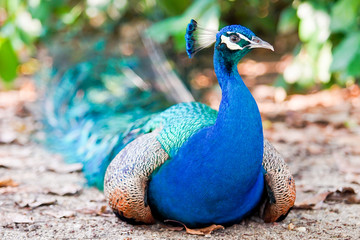 peacock in the nature  © popp_photolia