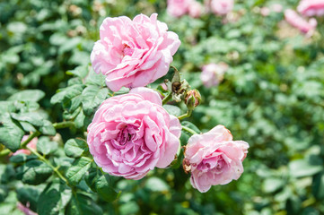 Natural flower background. Amazing nature view of  flowers blooming in garden under sunlight at the middle of summer day.
