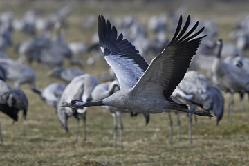 Common crane (Grus grus)