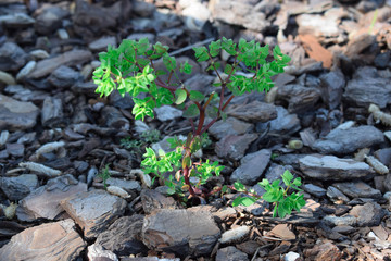 Plant growing among the stones