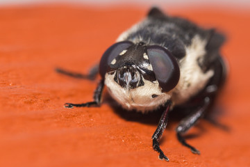 Narcissus Bulb Fly  Merodon equestris