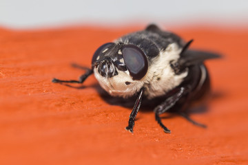 Narcissus Bulb Fly  Merodon equestris