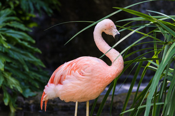 Flamingo in Nature