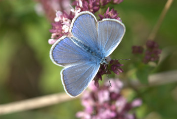 Bläuling auf Blume
