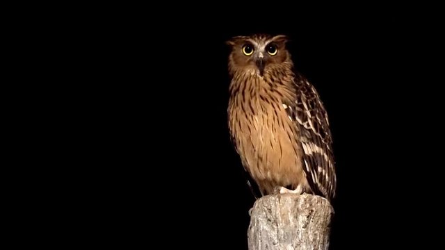 Malay Fish Owl, Perched on a Stump in a Public Aviary