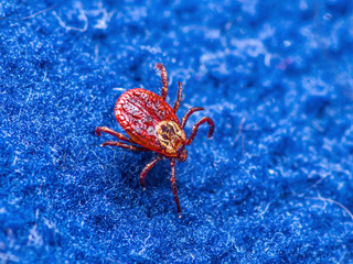 Lyme Infected Tick Crawling on Clothing