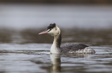 Great crested grebe swimming in the lake