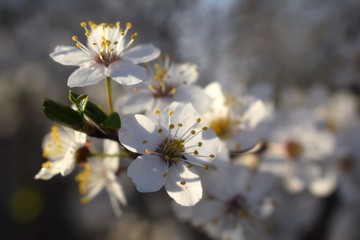 Small white flowers