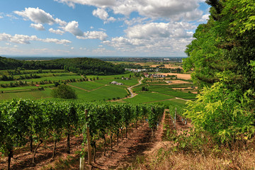 Fototapeta na wymiar Beautiful Vineyards in the Kaiserstuhl, Germany