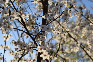 Small white flowers