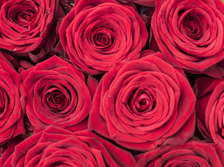 Red Roses
