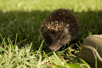 Hedgehog in the grass. Slovakia