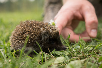 Hedgehog in the grass. Slovakia