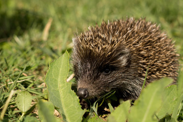 Hedgehog in the grass. Slovakia