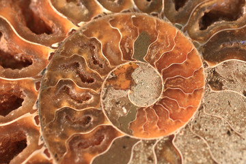 ammonites fossil texture