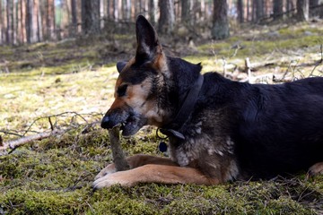 Dog and its bone