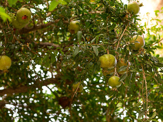 pomegranate tree with unripe green fruit hanging among the leaves close-up