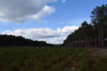 Seedbed