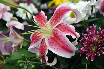 Close up of red lily flower; floral background; selective focus.