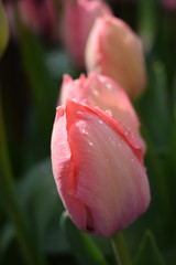 Pink tulip