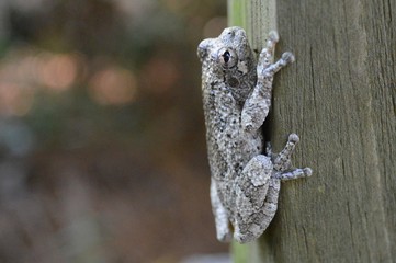 Gray tree frog