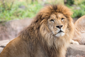 Fototapeta na wymiar 優しい顔のライオン