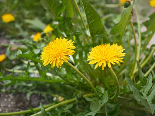 Dandelion plant blooms in spring