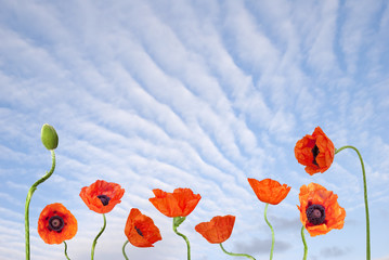 Blue sky and red poppies