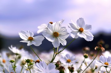 三光のコスモス