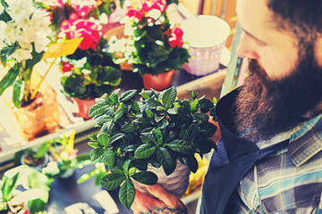 Brutal bearded flower seller with tattoos on his arms in a flower shop.