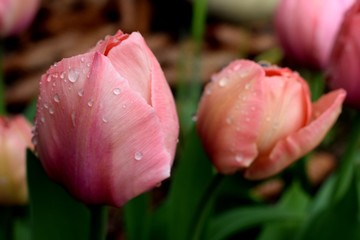 Pink tulip