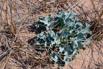 Prickly plant among the grass in the sand