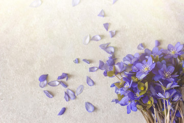 Violet Spring flowers background in the sunlight morning