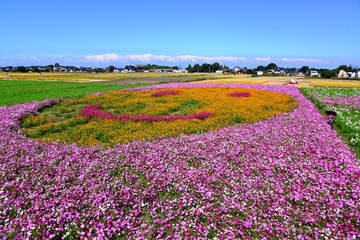 三光のコスモス