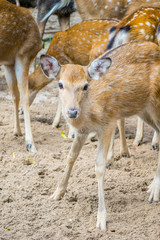 Herd of Sika deers, young female with large eye, Vietnam, island, Nha Trang
