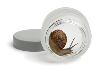 Snail in a face cream pot