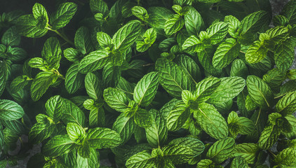 Fototapeta na wymiar Fresh green pepper mint leaves texture, background and wallpaper, horizontal composition